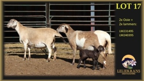 2+2 X MEATMASTER EWE Leliekrans Meatmasters (Per animal to take the lot)