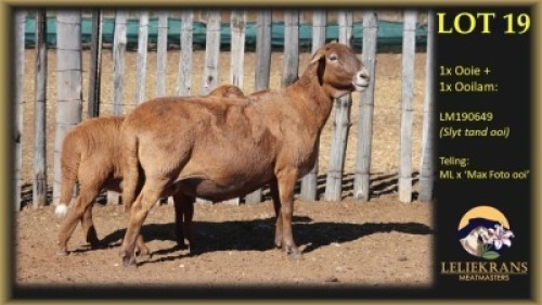 1+1 X MEATMASTER EWE Leliekrans Meatmasters