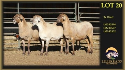 3 X MEATMASTER PREGNANT EWE Leliekrans Meatmasters (Per animal to take the lot)