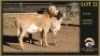 2 X MEATMASTER PREGNANT EWE Leliekrans Meatmasters (Per animal to take the lot) - 2