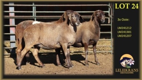 3 X MEATMASTER PREGNANT EWE Leliekrans Meatmasters (Per animal to take the lot)