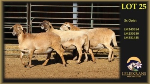 3 X MEATMASTER PREGNANT EWE Leliekrans Meatmasters (Per animal to take the lot)