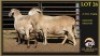 2 X MEATMASTER PREGNANT EWE Leliekrans Meatmasters (Per animal to take the lot)