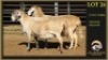 2 X MEATMASTER PREGNANT EWE Leliekrans Meatmasters (Per animal to take the lot) - 2
