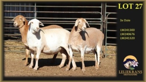3 X MEATMASTER EWE Leliekrans Meatmasters (Per animal to take the lot)