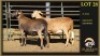 2 X MEATMASTER EWE Leliekrans Meatmasters (Per animal to take the lot)