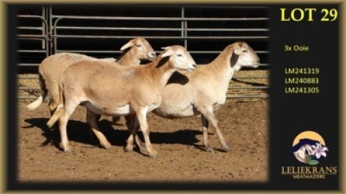 3+1 X MEATMASTER EWE Leliekrans Meatmasters (Per animal to take the lot)