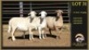 3+3 X MEATMASTER EWE Leliekrans Meatmasters (Per animal to take the lot)