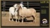 3+3 X MEATMASTER EWE Leliekrans Meatmasters (Per animal to take the lot) - 2