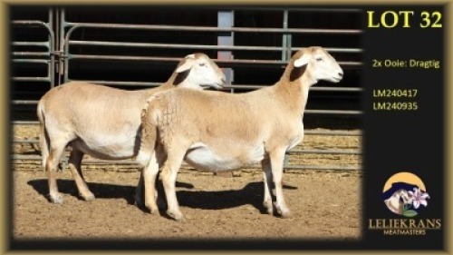 2+3 X MEATMASTER PREGNANT EWE Leliekrans Meatmasters (Per animal to take the lot)