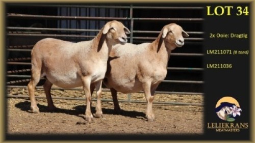 2 X MEATMASTER PREGNANT EWE Leliekrans Meatmasters (Per animal to take the lot)