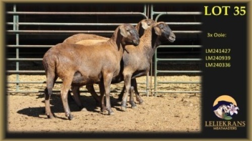 3 X MEATMASTER EWE Leliekrans Meatmasters (Per animal to take the lot)