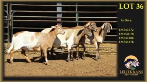 4 X MEATMASTER EWE Leliekrans Meatmasters (Per animal to take the lot)