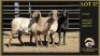 3 X MEATMASTER PREGNANT EWE Leliekrans Meatmasters (Per animal to take the lot)