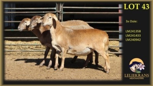 3 X MEATMASTER EWE Leliekrans Meatmasters (Per animal to take the lot)