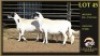 2+2 X MEATMASTER EWE Leliekrans Meatmasters (Per animal to take the lot)
