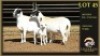 2+2 X MEATMASTER EWE Leliekrans Meatmasters (Per animal to take the lot) - 3