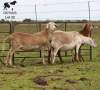 LOT 32 3X MEATMASTER OOI/EWE DIDYMUS MEATMASTERS - 2