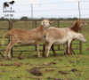 LOT 32 3X MEATMASTER OOI/EWE DIDYMUS MEATMASTERS - 2