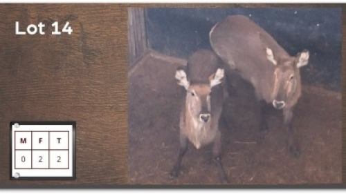 2X WATERBOK V/F:2 (Per Piece to take the lot/Per stuk om lot te neem)