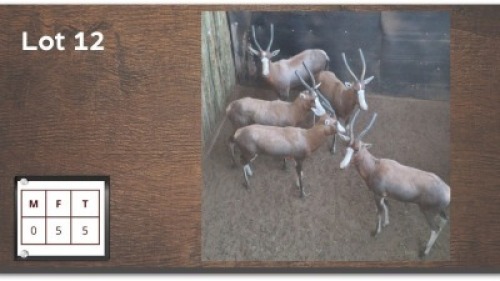 5X BLESBOK V/F:5 (Per Piece to take the lot/Per stuk om lot te neem)