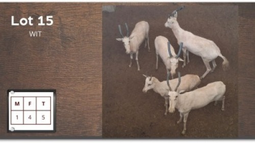 5X WIT BLESBOK M:1 V/F:4 (Per Piece to take the lot/Per stuk om lot te neem)