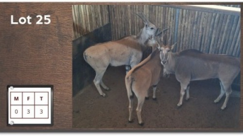 3X ELAND V/F:3 (Per Piece to take the lot/Per stuk om lot te neem)