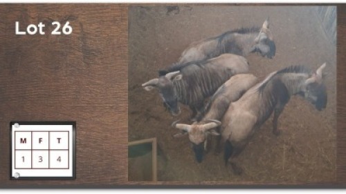 4X BLOUWILDEBEES M:1 V/F:3 (Per Piece to take the lot/Per stuk om lot te neem)