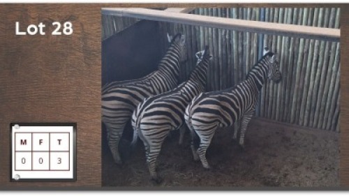 3X ZEBRA (Per Piece to take the lot/Per stuk om lot te neem)