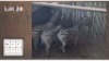 3X ZEBRA (Per Piece to take the lot/Per stuk om lot te neem)