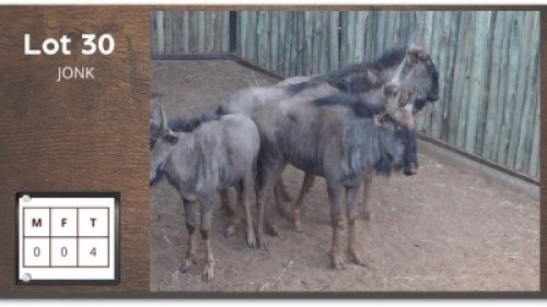 4X BLOUWILDEBEES - Jonk (Per Piece to take the lot/Per stuk om lot te neem)