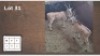2X ELAND M:2 (Per Piece to take the lot/Per stuk om lot te neem)