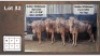 4X GOUE WILDEBEES V/F:4 (Per Piece to take the lot/Per stuk om lot te neem)