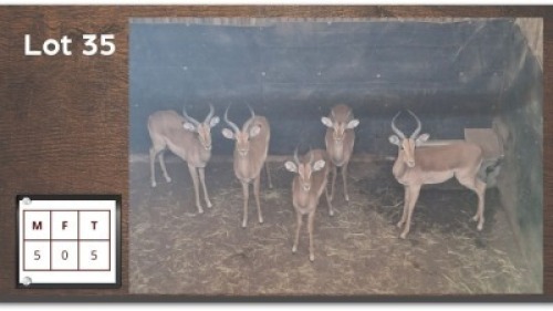 5X ROOIBOK M:5 (Per Piece to take the lot/Per stuk om lot te neem)