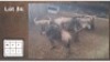 2X BLOUWILDEBEES M:2 (Per Piece to take the lot/Per stuk om lot te neem)