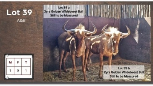 1X GOUE WILDEBEES M:1 (Per Piece to take the lot/Per stuk om lot te neem)