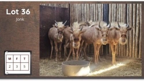 5X GOUE WILDEBEES - Jonk (Per Piece to take the lot/Per stuk om lot te neem)
