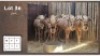 5X GOUE WILDEBEES - Jonk (Per Piece to take the lot/Per stuk om lot te neem)