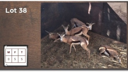 5X SPRINGBOK V/F:5 (Per Piece to take the lot/Per stuk om lot te neem)