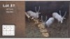 3X WIT BLESBOK M:3 (Per Piece to take the lot/Per stuk om lot te neem)