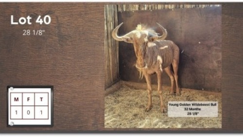 1X GOUE WILDEBEES 28 1/8" M:1 (Per Piece to take the lot/Per stuk om lot te neem)