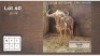 1X GOUE WILDEBEES 28 1/8" M:1 (Per Piece to take the lot/Per stuk om lot te neem)