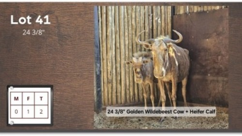 1+1X GOUE WILDEBEES 24 3/8" V/F:1 (Per Piece to take the lot/Per stuk om lot te neem)