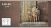 1+1X GOUE WILDEBEES 24 3/8" V/F:1 (Per Piece to take the lot/Per stuk om lot te neem)