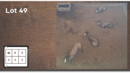 4X SWART SPRINGBOK V/F:4 (Per Piece to take the lot/Per stuk om lot te neem)