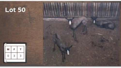 3X SWART SPRINGBOK V/F:3 (Per Piece to take the lot/Per stuk om lot te neem)