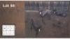 3X SWART SPRINGBOK V/F:3 (Per Piece to take the lot/Per stuk om lot te neem)