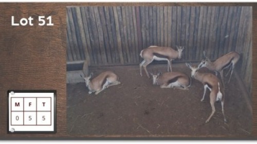 5X SPRINGBOK V/F:5 (Per Piece to take the lot/Per stuk om lot te neem)