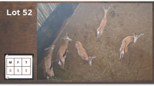5X SPRINGBOK V/F:5 (Per Piece to take the lot/Per stuk om lot te neem)