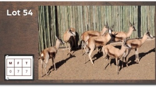 7X KOPER SPRINGBOK V/F:7 (Per Piece to take the lot/Per stuk om lot te neem)